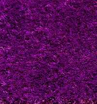 Bengali 99 purple